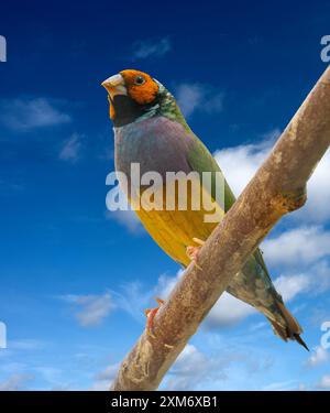 Un Finch Gouldien (Erythrura gouldiae ou Chloebia gouldiae) Est un oiseau de passereau coloré originaire d'Australie Banque D'Images