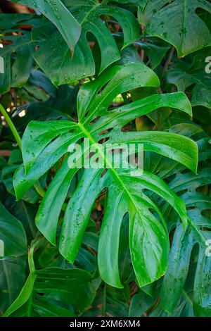 Fromagerie suisse (Monstera deliciosa), Araceae. Arbuste d'escalade Evergreen. plante ornementale d'intérieur, fleur inhabituelle. Banque D'Images