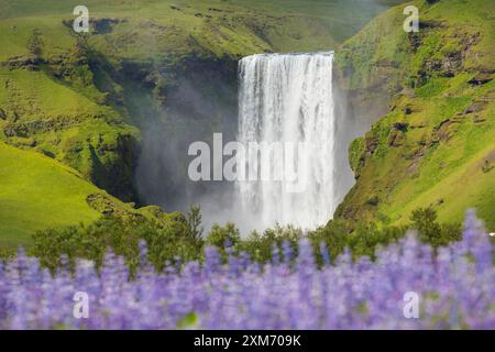 Skogafoss, cascade de 63m de haut avec lupins en fleurs, été, Islande Banque D'Images