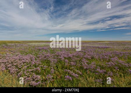 Lavande de mer, Limonium vulgare, lilas fleuris dans les marais salés non pâturés, parc national de la mer des Wadden, Schleswig-Holstein, Allemagne Banque D'Images
