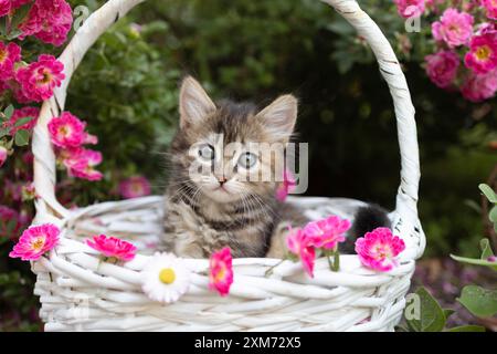 petit chaton gris-brun mignon est assis dans un panier en osier dans un parterre de fleurs sous un buisson de roses roses, regardant dans le cadre. enfance d'un animal de compagnie, belle Banque D'Images