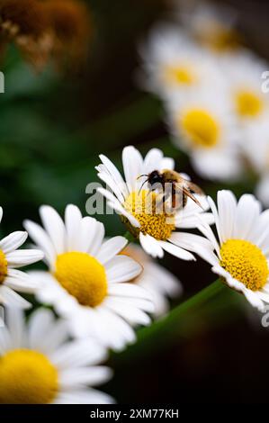 Abeille (Anthophila) sucant le nectar de la fleur d'une Marguerite (Leucanthemum), Iéna, Thuringe, Allemagne Banque D'Images
