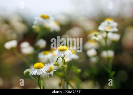 Fleurs circulaires blanches et jaunes serrées contre la verdure Banque D'Images