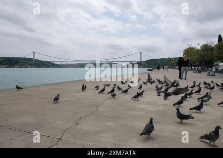 Pigeons, les gens sur le Bosphore et la vue sur le Bosphore et le pont Fatih Sultan Mehmet en arrière-plan. Banque D'Images