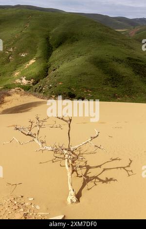 Les dunes de sable arides rencontrent des collines verdoyantes à Ammothines, sur l'île de Lemnos, en Grèce, mettant en valeur le contraste naturel unique de la région et le terrain accidenté. Banque D'Images