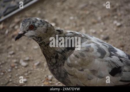 Le pigeon sur les quais de Seine à Paris Banque D'Images