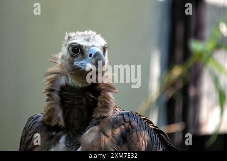 Le Vulture noir eurasien, également connu sous le nom de Vulture cinereous, se trouve en Europe du Sud et en Asie. Ce grand charognard se nourrit de charoie et de nids Banque D'Images