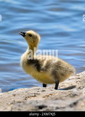 Mignon poisson d'oie du Canada (Branta canadensis), parfois appelé poisson d'oie du Canada au bord des eaux du lac Chew Valley Banque D'Images