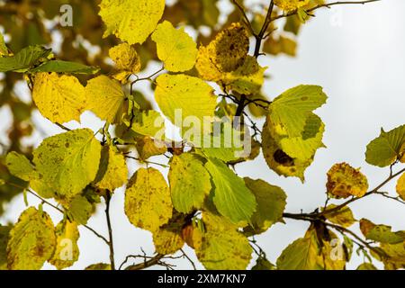 Feuilles aux couleurs automnales sur une noisette de sorcière,dans un jardin. Banque D'Images