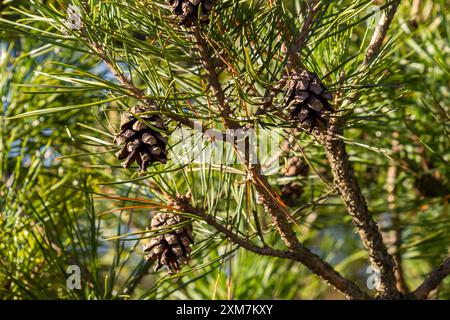 Gros plan sur une jolie pomme de pin suspendue à sa branche et entourée de ses épines vertes. Pomme de pin, épines de pin, branche de pin et ciel bleu. Banque D'Images