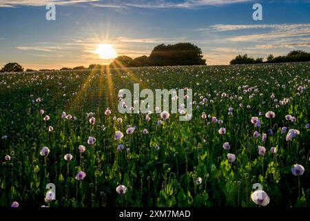 Le soleil de fin de soirée se couchant montrant un effet de soleil étoilé derrière un champ de pavot à opium rose pâle, plein de têtes de graines de pavot et de pavots à floraison tardive Banque D'Images