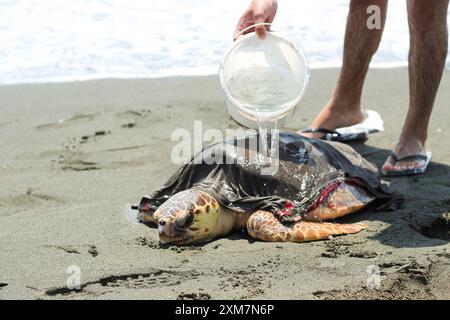 Un homme essayant de garder une tortue caouanne fatiguée et malade (caretta caretta), échouée sur la plage, en vie et en sécurité. Banque D'Images