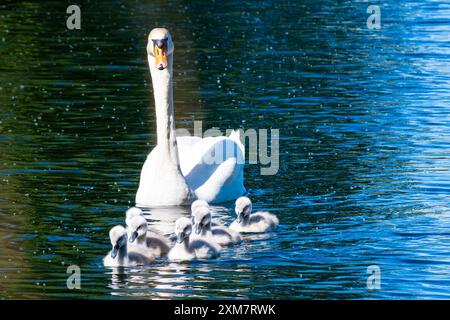 Cygnes muets sur Birnie Loch en Écosse Banque D'Images