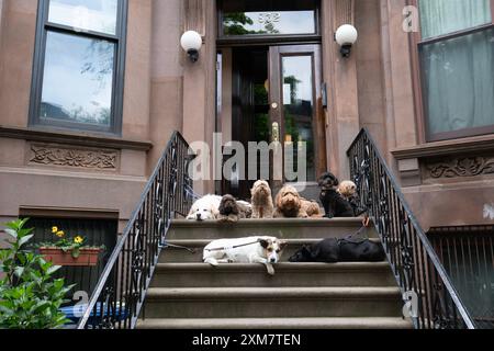 Les chiens attendent patiemment sur les marches d'un Brownstone que leur promeneur de chien ramasse un autre membre du groupe de marche dans le quartier Park Slope de Brooklyn, Banque D'Images