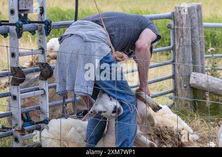 Tonte de laine de mouton par agriculteur à l'île Texel aux pays-Bas Banque D'Images