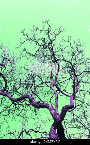 Pop art surréaliste de grand arbre violet avec des branches sèches debout contre le ciel vert menthe Banque D'Images