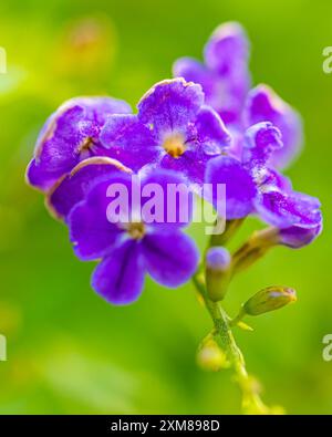 Un bouquet de fleurs Duranta Erecta Banque D'Images