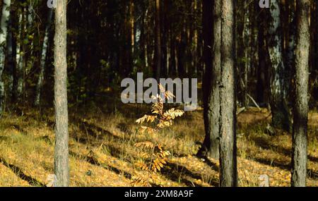 Une branche de rowan illuminée par le soleil sur fond d'un fourré sombre de la forêt Banque D'Images