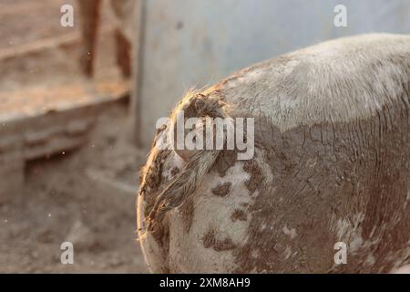 Gros plan de la queue d'un cochon baignée de lumière chaude, mettant en valeur sa texture et ses boucles naturelles. L'image met en évidence les détails complexes et le charme rustique de Banque D'Images