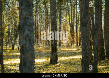 Troncs de pins dans un épais fourré d'une forêt d'automne baignée de soleil Banque D'Images