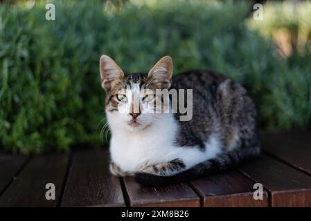 Un chat de rue dort sur un banc à Istanbul entouré de verdure. Banque D'Images