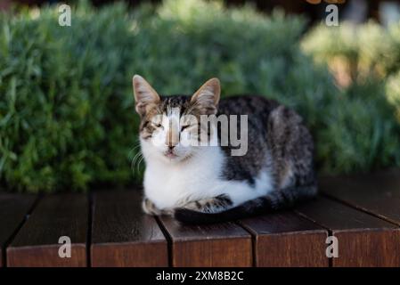 Un chat de rue dort sur un banc à Istanbul entouré de verdure. Banque D'Images