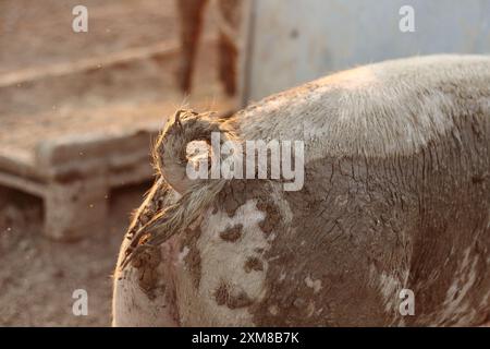 Gros plan de la queue d'un cochon baignée de lumière chaude, mettant en valeur sa texture et ses boucles naturelles. L'image met en évidence les détails complexes et le charme rustique de Banque D'Images