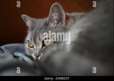 Berlin, Allemagne. 05 juillet 2024. Un chat est allongé sur une couverture sur un canapé. Le 8 août est la Journée internationale du chat. Crédit : Helena Dolderer/dpa/Alamy Live News Banque D'Images