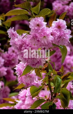 Pink Cherry Blossoms au printemps à New York Banque D'Images