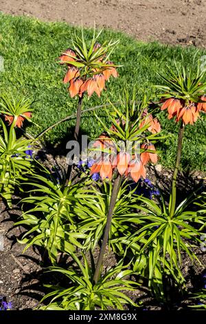 Couronne impériale Fritillary, couronne impériale ou couronne de Kaiser (Fritillaria imperialis) Red Beauty Banque D'Images