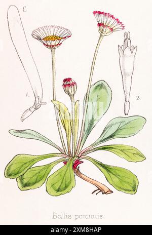 Illustration botanique teintée à la main du XIXe siècle de Bellis perennis / Marguerite commune dans Field Botanist's Companion de Thomas Moore [1862]. Plante médicinale Banque D'Images