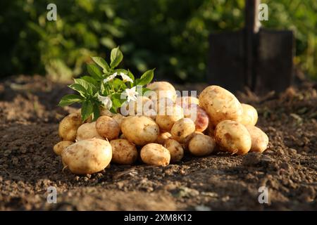 Pommes de terre fraîches mûres, feuilles vertes et fleurs à l'extérieur Banque D'Images