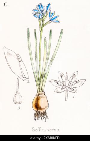 19th c. hand-tinted botanical illustration of Scilla verna / Spring Squill in Field Botanist's Companion by Thomas Moore [1862]. Possibly medicinal Banque D'Images