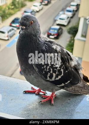 Gros plan d'un pigeon sur un balcon avec une rue de la ville en arrière-plan Banque D'Images