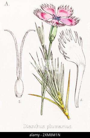 Illustration botanique teintée à la main du XIXe siècle de Dianthus plumarius / Rose commune dans Field Botanist's Companion par Thomas Moore [1862]. Banque D'Images