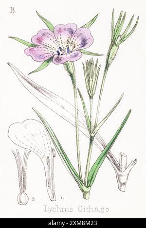 Illustration botanique teintée à la main du XIXe siècle de Lychnis githago / Cockle de maïs dans Field Botanist's Companion de Thomas Moore [1862]. Plante médicinale Banque D'Images