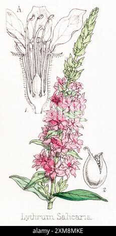 Illustration botanique teintée à la main du XIXe siècle de Lythrum salicaria / Purple Loosestrife dans Field Botanist's Companion, Thomas Moore [1862]. Médecin usine Banque D'Images