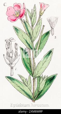 Illustration botanique teintée à la main du XIXe siècle d'Epilobium hirsutum / Hairy Wilowherb dans Field Botanist's Companion, Thomas Moore [1862]. Plante médicinale Banque D'Images