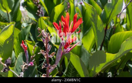 fleurs de cana sur un fond flou Banque D'Images