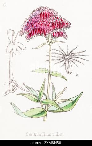 Illustration botanique teintée à la main de Centranthus ruber / Red Valerian dans Field Botanist's Companion de Thomas Moore [1862]. Plante médicinale Banque D'Images