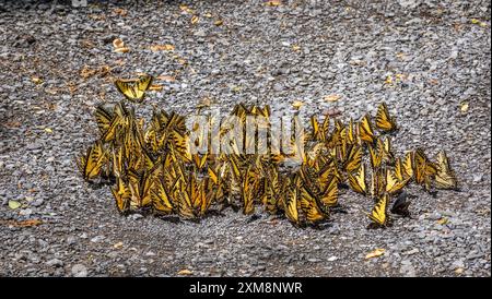 Papillons Eastern Tiger Swallowtail dans un groupe au sol Banque D'Images