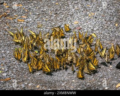 Papillons Eastern Tiger Swallowtail dans un groupe au sol Banque D'Images