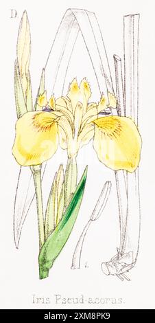 Illustration botanique teintée à la main de Iris pseuo-acorus / drapeau jaune dans Field Botanist's Companion de Thomas Moore [1862]. Plante médicinale Banque D'Images