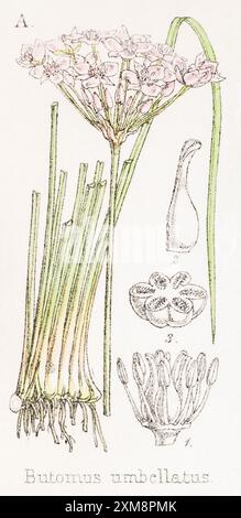 Illustration botanique teintée à la main de Butomus umbellatus / Flowering Rush in Field Botanist's Companion de Thomas Moore [1862]. Banque D'Images