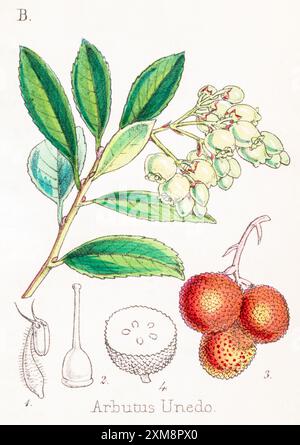 Illustration botanique teintée à la main du XIXe siècle d'Arbutus unedo / Strawberry Tree in Field Botanist's Companion par Thomas Moore [1862]. Plante médicinale Banque D'Images