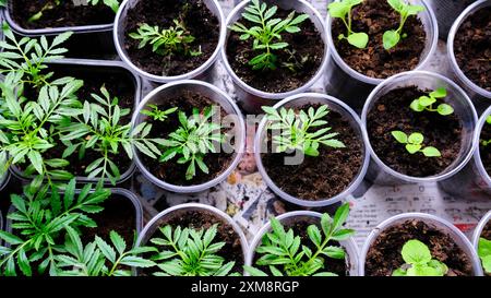 Vue de dessus de jeunes plants verts poussant dans de petits pots en plastique remplis de terre. Banque D'Images