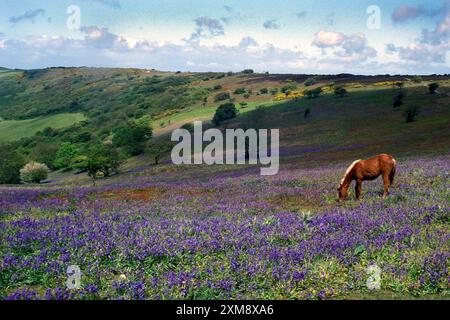 Poneys sauvages pâturant dans des tapis de bluebells sur une ancienne forêt, St Boniface Down, Ventnor, île de Wight, Hampshire, Angleterre Banque D'Images