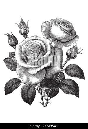 Illustration vectorielle de style de gravure vintage du bouquet de roses de style vintage Illustration de Vecteur