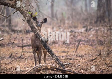 Sambar Deer dans son habitat naturel Banque D'Images