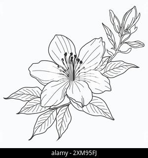 Un dessin vectoriel dessiné à la main de fleur de jasmin, mettant en valeur des détails complexes et une élégance délicate. Idéal pour les projets de design intemporels et inspirés de la nature Illustration de Vecteur